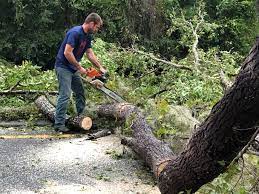 Best Tree Risk Assessment  in Winthrop Harbor, IL