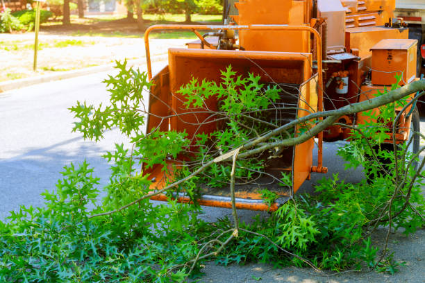 Best Tree Mulching  in Winthrop Harbor, IL