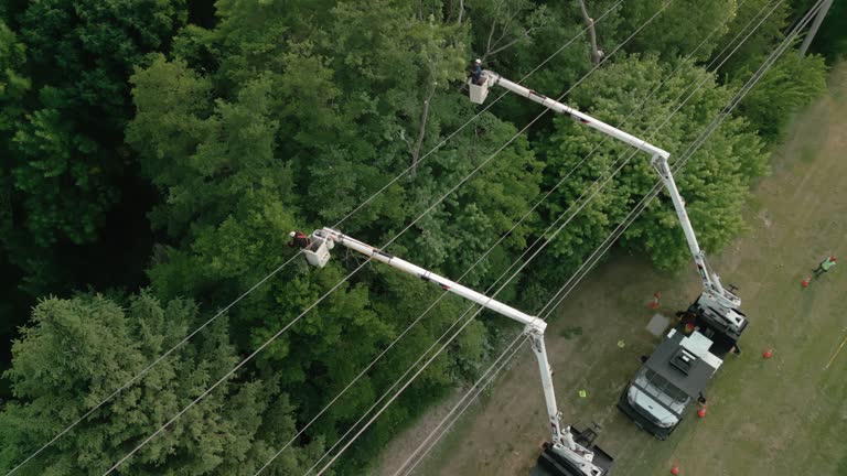 How Our Tree Care Process Works  in  Winthrop Harbor, IL