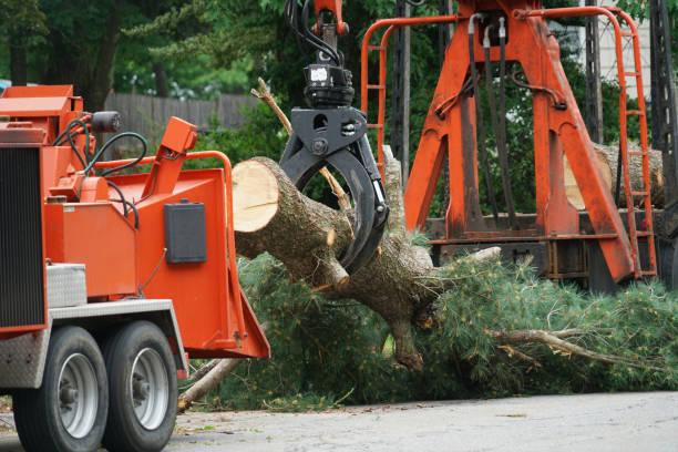 Best Lot and Land Clearing  in Winthrop Harbor, IL