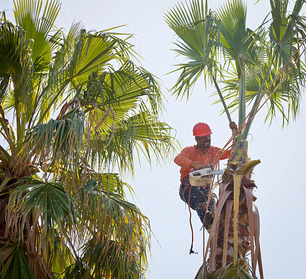 Best Tree Disease Treatment  in Winthrop Harbor, IL