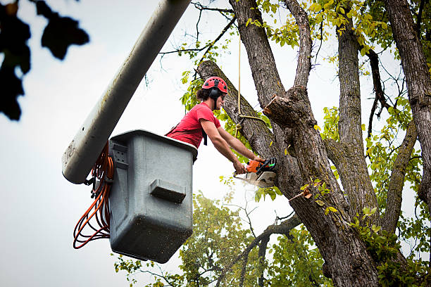 Best Storm Damage Tree Cleanup  in Winthrop Harbor, IL