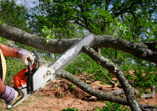 Best Tree Maintenance Programs  in Winthrop Harbor, IL